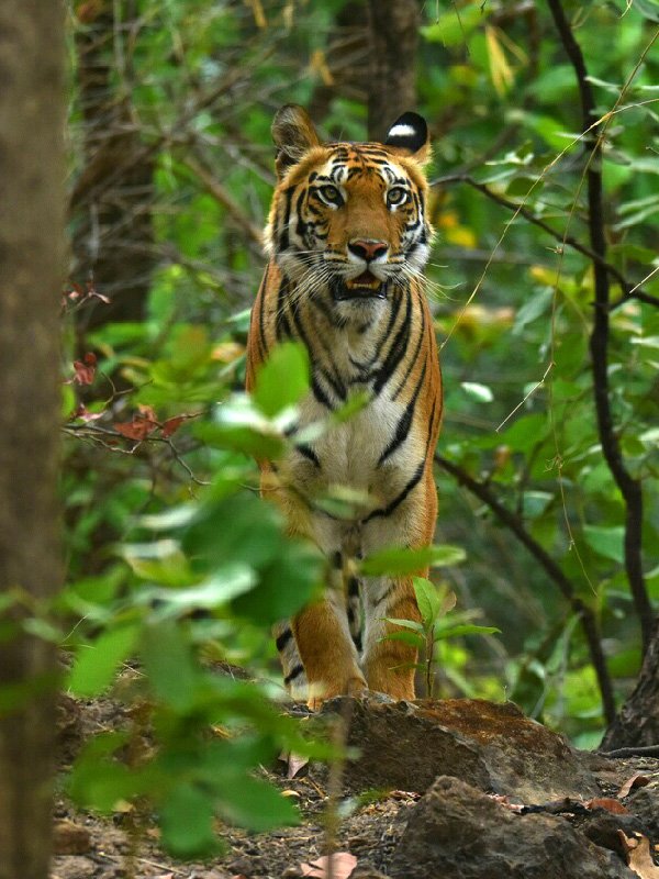 3 Night 4 Days Bandhavgarh Tour