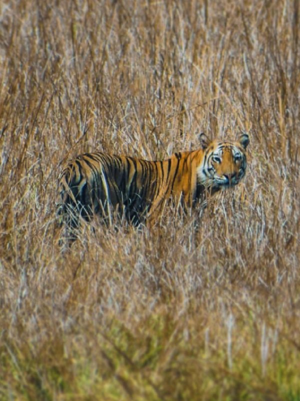 4 Night 5 Days Bandhavgarh Tour