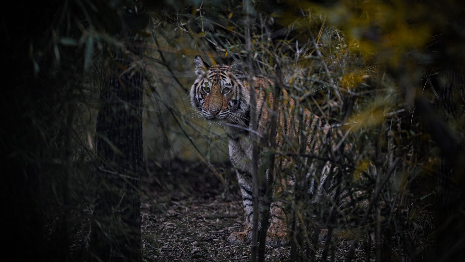 FUll Day Safari at Bandhavgarh