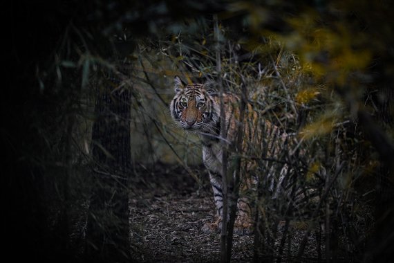 Full Day Safari at Bandhavgarh